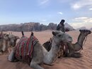 Day Trip in Wadi Rum with Al Rahayeb (988682)