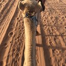 Day Trip in Wadi Rum with Al Rahayeb (987961)