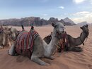 Day Trip in Wadi Rum with Al Rahayeb (982914)