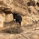 Petra with Ben, Felipe, Wan Shan, and Bill (986511)