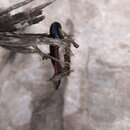 Petra with Ben, Felipe, Wan Shan, and Bill (981223)