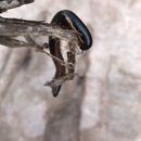 Petra with Ben, Felipe, Wan Shan, and Bill (988379)