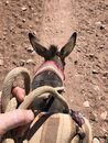 Donkey Riding to Jabal Haroun (982293)