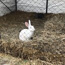 Exploring Ancient Sheki (981400)