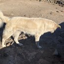 Roaming Around Tblisi (982427)