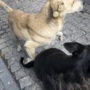 Roaming Around Tblisi (987010)