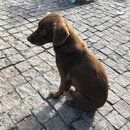 Roaming Around Tblisi (990696)