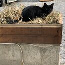 Roaming Around Tblisi (992216)