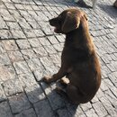 Roaming Around Tblisi (984791)