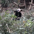 Exploring Chengdu (981765)