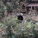 Exploring Chengdu (988597)