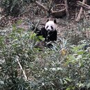 Exploring Chengdu (981529)