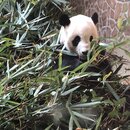 Exploring Chengdu (989558)