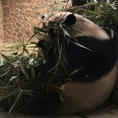 Exploring Chengdu (991712)