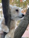 Atti in a Tree (1002028)