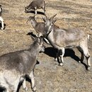 Summiting Yading National Park (984674)
