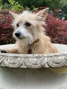 Atti in a Bird Bath (1002204)