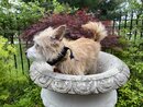Atti in a Bird Bath (1002530)