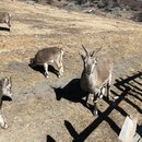 Summiting Yading National Park (985718)