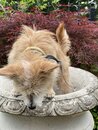 Atti in a Bird Bath (1002337)