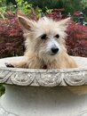 Atti in a Bird Bath (1001160)
