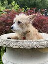 Atti in a Bird Bath (1002929)