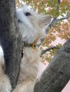 Atti in a Tree (1001284)