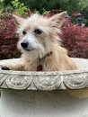 Atti in a Bird Bath (1001498)