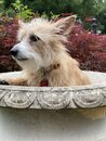 Atti in a Bird Bath (1003425)