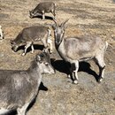 Summiting Yading National Park (984400)