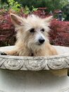 Atti in a Bird Bath (1003756)