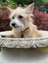 Atti in a Bird Bath (1002609)