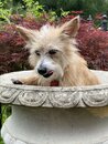Atti in a Bird Bath (1002799)