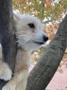 Atti in a Tree (1003680)