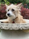 Atti in a Bird Bath (1003915)