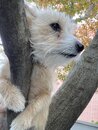 Atti in a Tree
