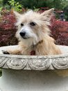 Atti in a Bird Bath (1000891)