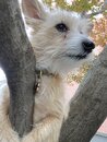 Atti in a Tree (1003993)