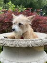 Atti in a Bird Bath (1000845)