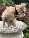 Atti in a Bird Bath (1003681)