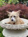 Atti in a Bird Bath (1004036)