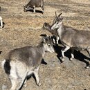 Summiting Yading National Park (986113)