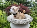 Atti in a Bird Bath (1002153)