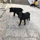 Songzanlin Lamasery Monastery (981299)