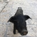 Songzanlin Lamasery Monastery (986712)