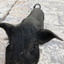 Songzanlin Lamasery Monastery (989028)