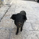 Songzanlin Lamasery Monastery (990164)