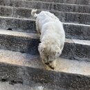 Songzanlin Lamasery Monastery (986065)