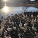 Songzanlin Lamasery Monastery (984176)