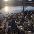 Songzanlin Lamasery Monastery (989095)